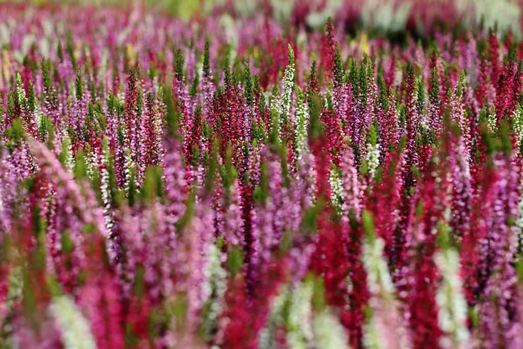 Een levendig veld van bloeiende heide met trossen rode, roze en witte bloemen. De kleurrijke bloemaren creëren een dicht en getextureerd landschap, dat zich uitstrekt tot aan de horizon.
