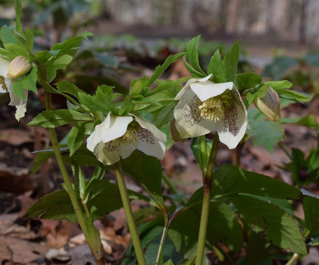 helleborus