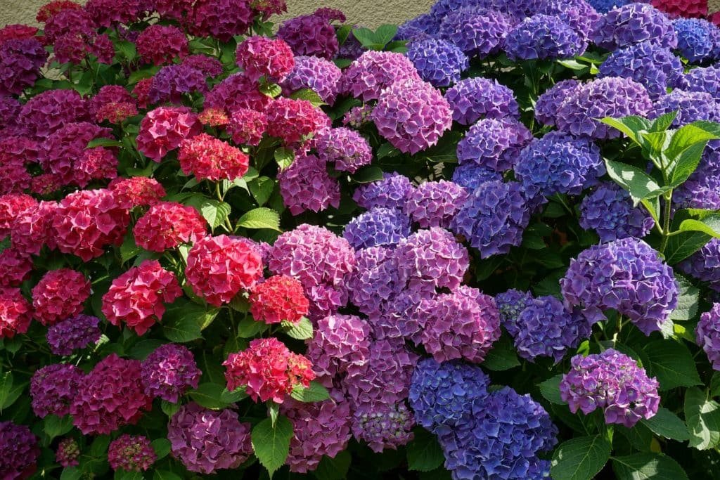 Felrode, roze en paarse hortensia's staan in volle bloei, omringd door weelderige groene bladeren in een bemestentuin.