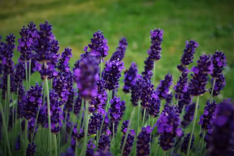 Lavendel Vermeerderen: Tips Voor Het Stekken Van Lavendel