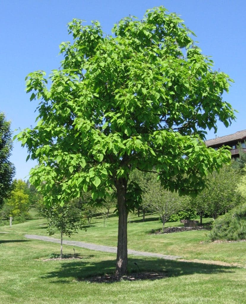 Een weelderige groene boom staat op een grasveld met een helderblauwe lucht op de achtergrond. Met levendige bladeren nodigt deze majestueuze catalpa uit tot bewondering, terwijl een smal pad in de buurt toegang biedt voor degenen die zich afvragen hoe en wanneer ze zijn indrukwekkende takken moeten snoeien.