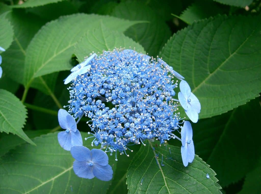 Close-up van een blauwe hortensia, met kleine centrale bloemen en grotere buitenste bloemblaadjes, omgeven door weelderige groene bladeren.