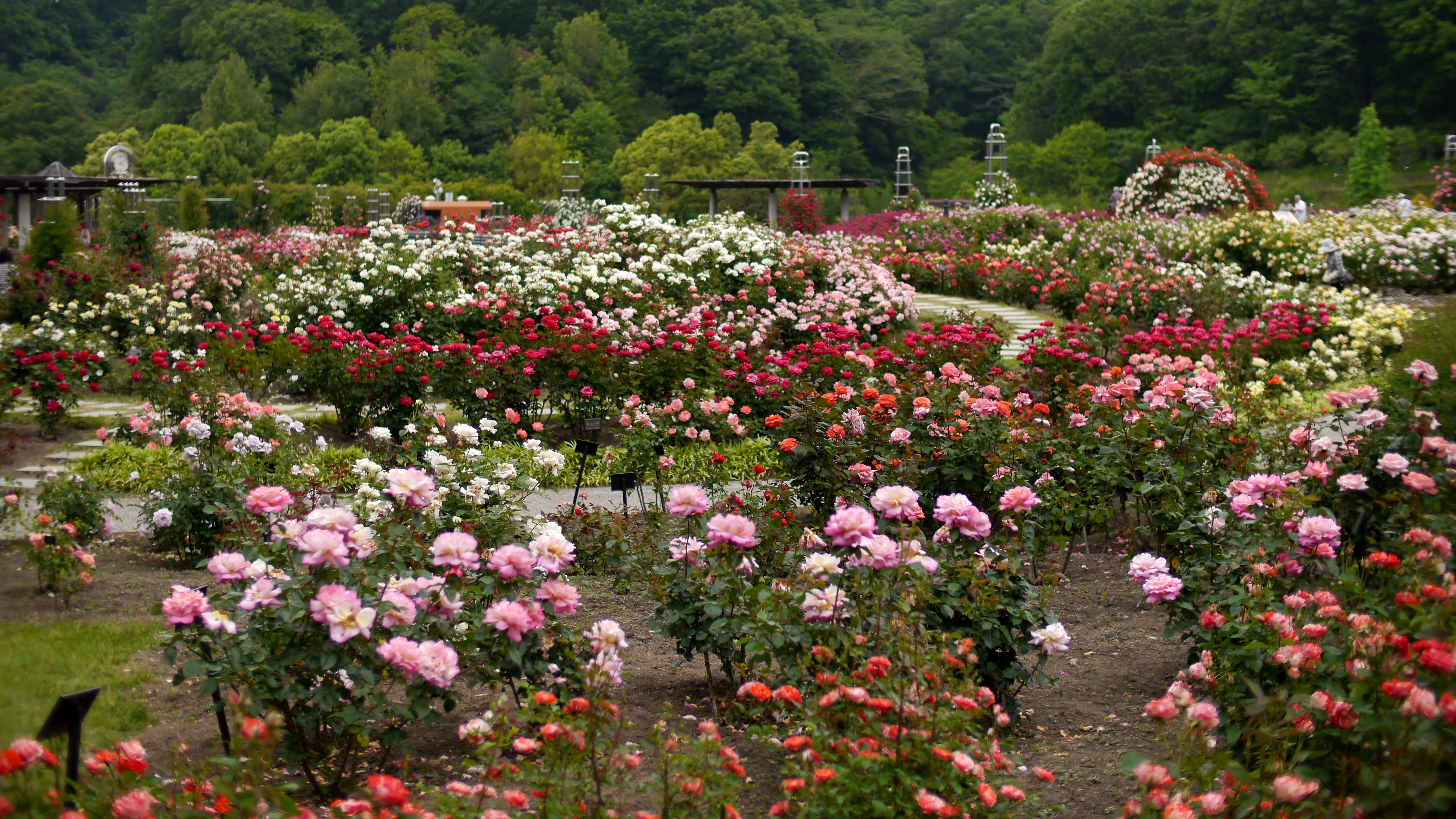 The Rose Garden Of Flower Festival Commemorative Park 花フェスタ記念公園 世界のバラ園 13158729534