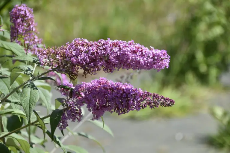Is A Butterfly Bush Poisonous?