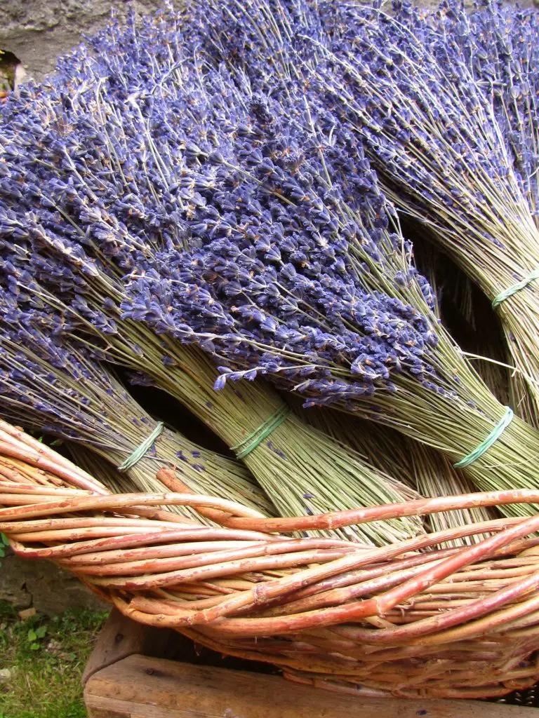 5 Eenvoudige Methoden Om Lavendel Te Drogen