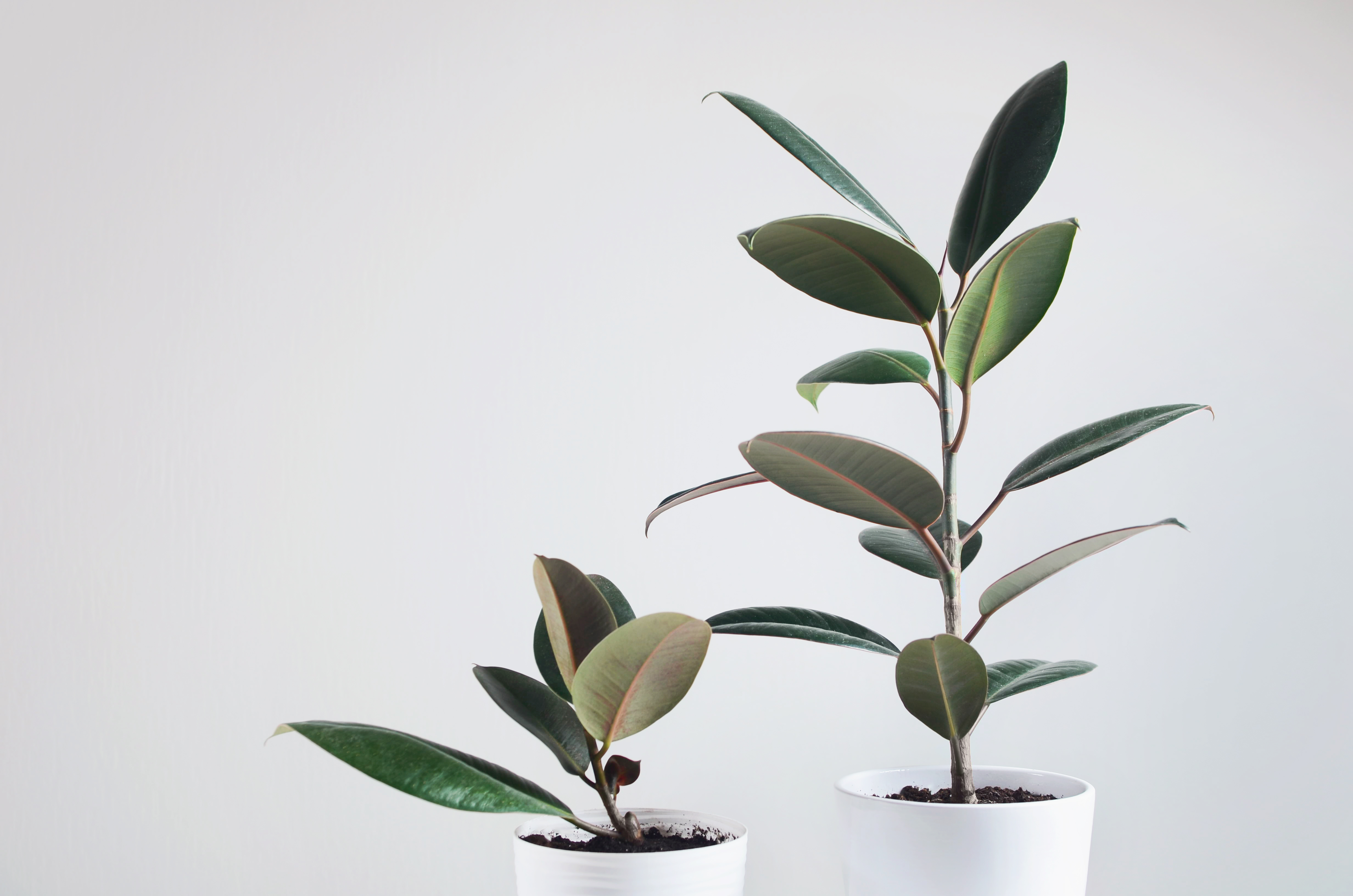 Two Modern Houseplants With Ficus Plant White Pot Ficus Elastica Burgundy Rubber Plant