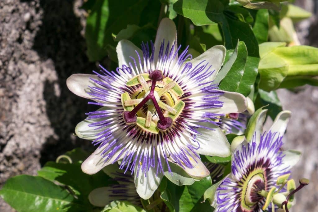 Close-up van een passiflora, met opvallende paarse en witte bloemblaadjes en een complexe centrale structuur. De bloem is omgeven door weelderige groene bladeren, tegen een gestructureerde achtergrond.