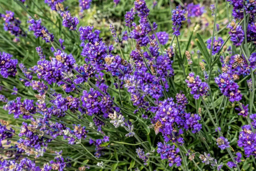 Close Up Bushes Lavender Purple Aromatic Flowers Lavender Field Close Up Lavender Flower Summer Day Garden