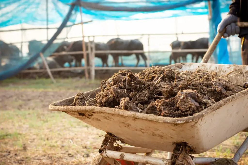 Manure Cow Manure Cultivation Agriculture
