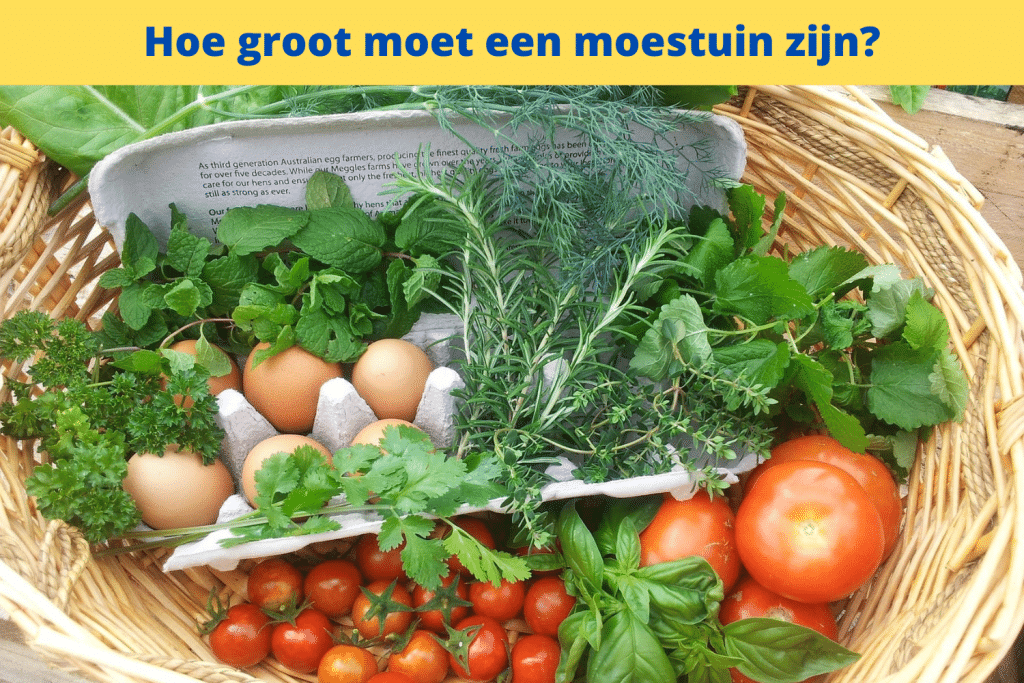 Een rieten mand gevuld met verse groenten en kruiden, waaronder tomaten, eieren, rozemarijn en bladgroenten. Een gele banner bovenaan luidt: "Hoe groot moet een moestuin zijn?" in het Nederlands.