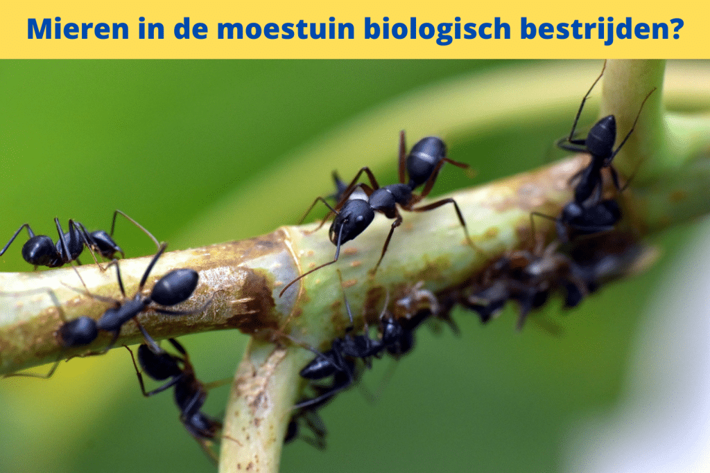 Close-up van meerdere zwarte mieren op een plantenstengel. Tekst bovenaan: "Mieren in de moestuin biologisch bestrijden?" in het Nederlands, wat betekent "Mieren in de moestuin biologisch bestrijden?" in het Engels.