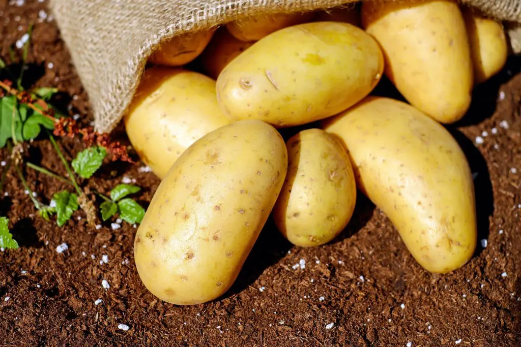 Potatoes Ga5804055C 1920