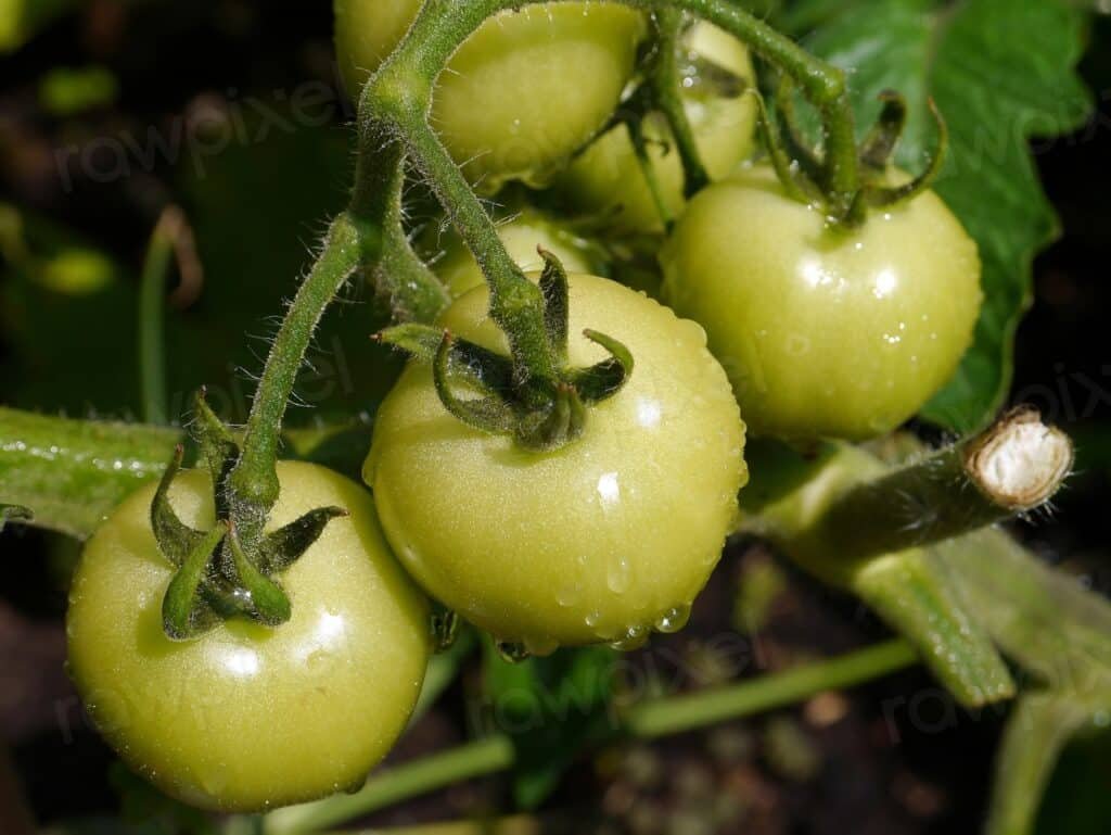Closeup on green tomatoes growing