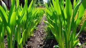 beginner s guide to leeks