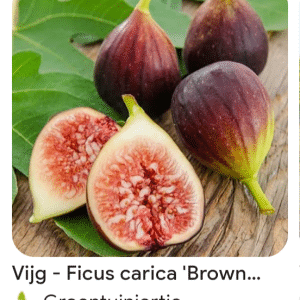 Close-up of three whole 'Brown Turkey' unrooted fig cuttings and one halved to display pink flesh and seeds, arranged on a green fig leaf atop a wooden surface.