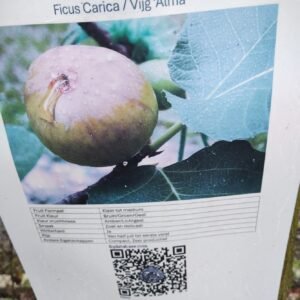Unrooted fig cutting 'Alma'