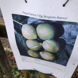 Unrooted fig cutting 'Brogiotto Bianco'