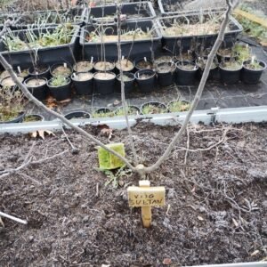 Unrooted fig cutting 'Sultan'